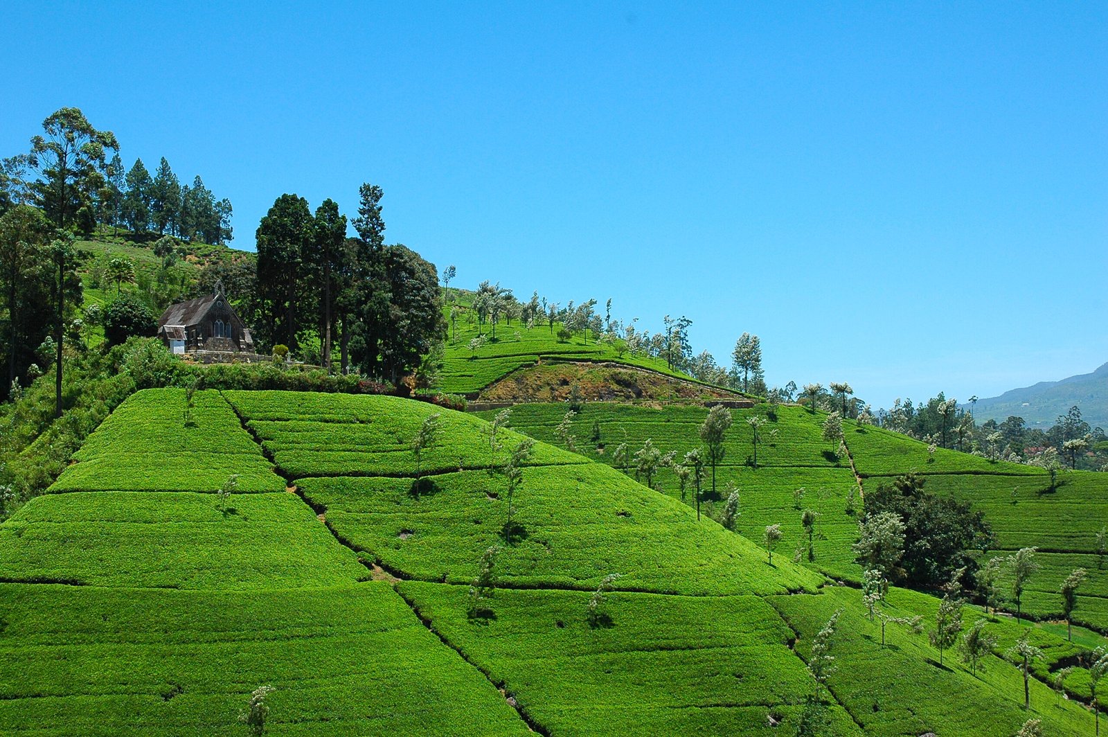 Cultural Trails & Tea Escapes
    Historic sites, tea plantations
    Explore More