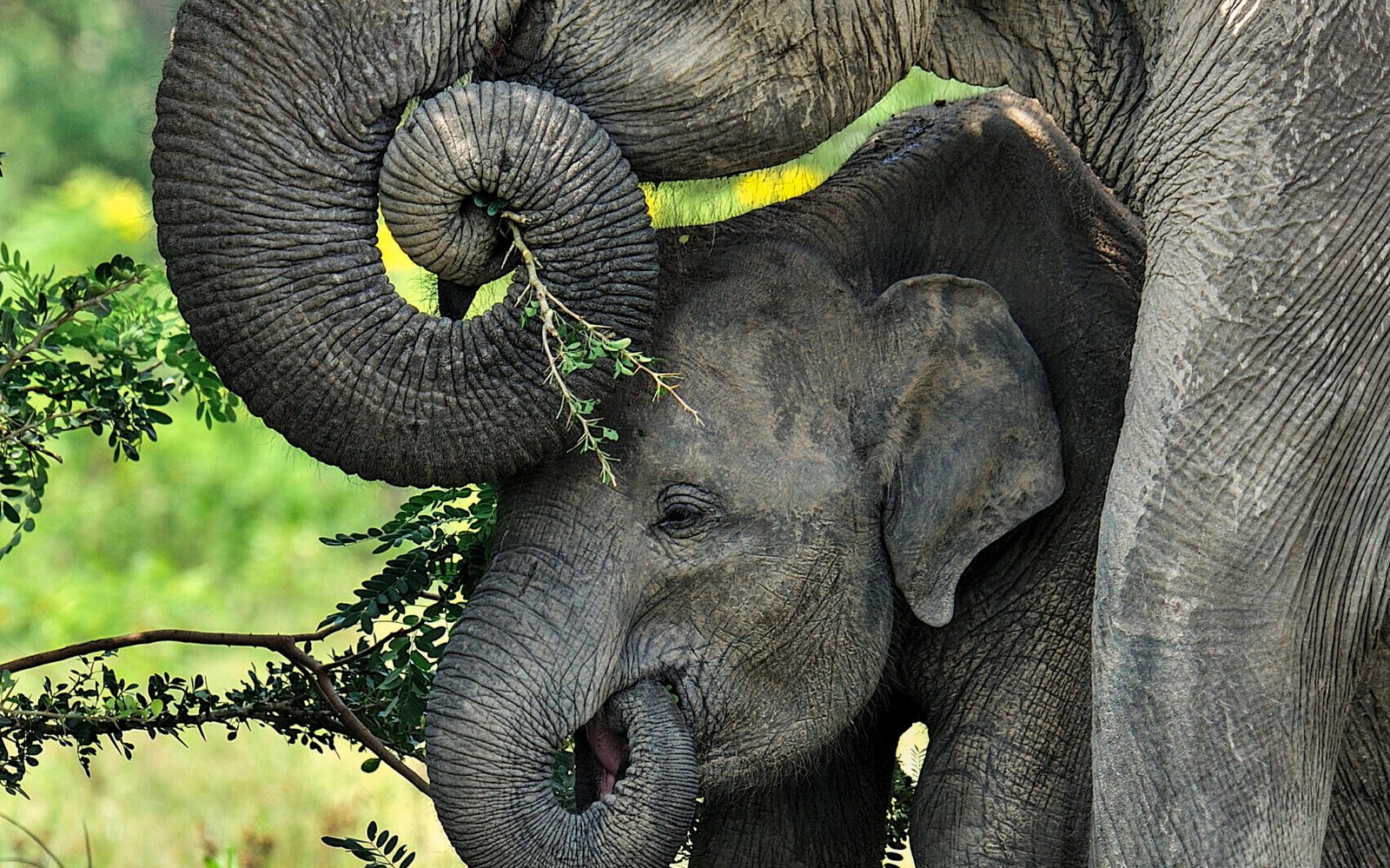 Minneriya National Park Elephants 01 1 scaled e1764237980496