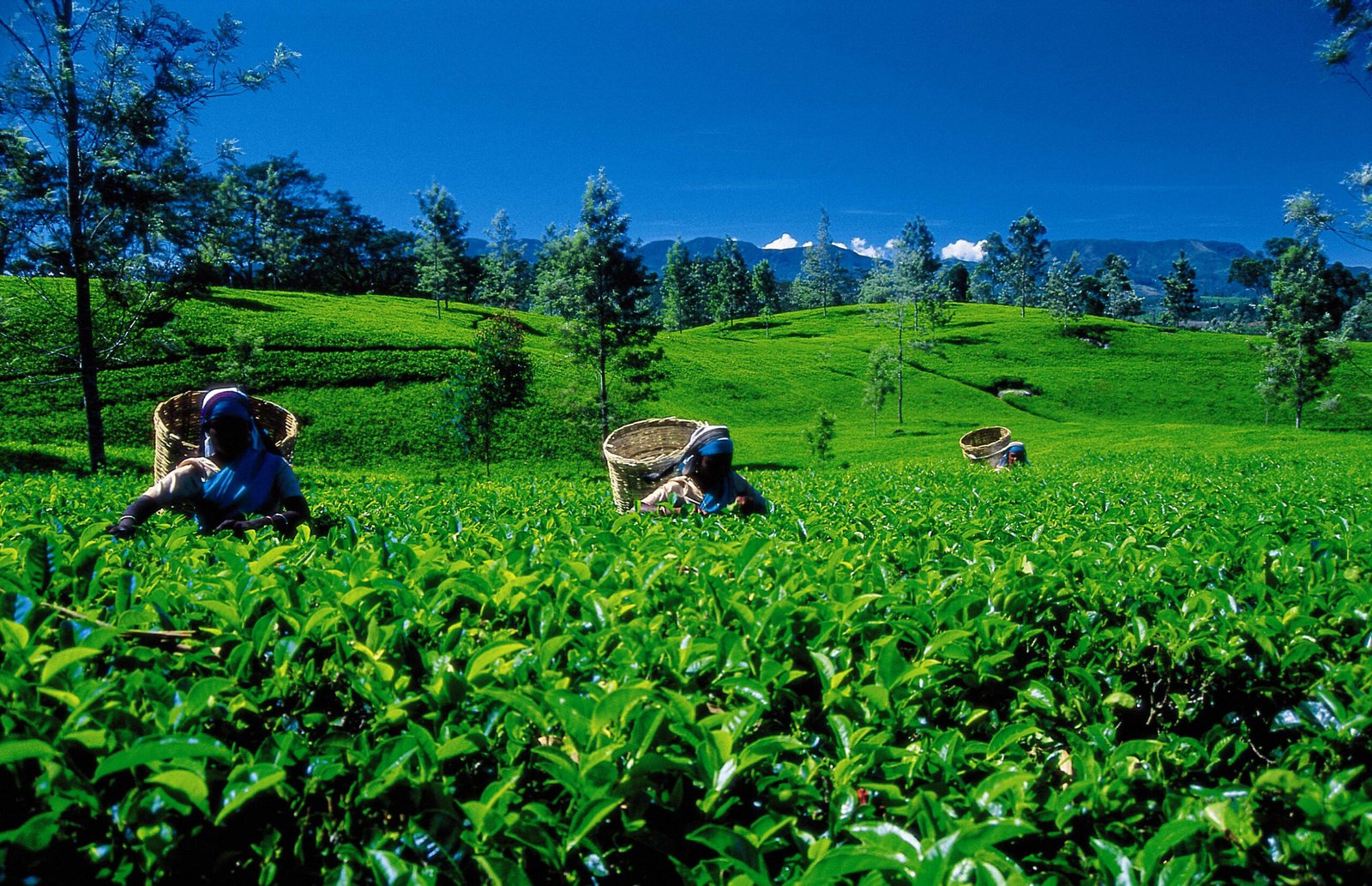 Culinary & Tea Trails
Island Flavor Journey