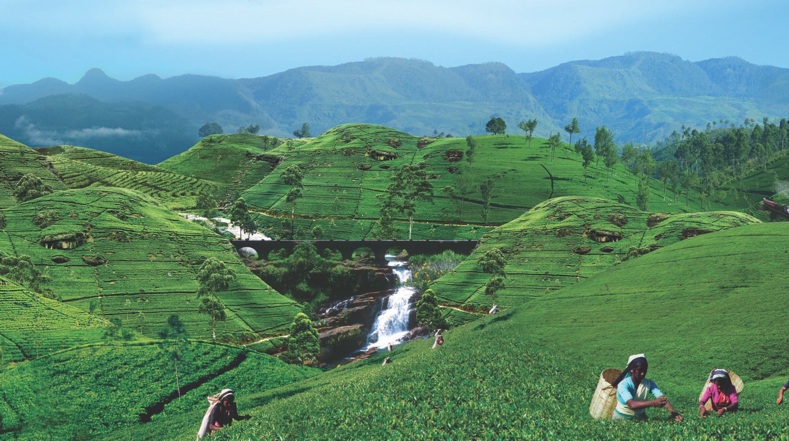 Hill country & tea regions
Tea plantations and mountain serenity