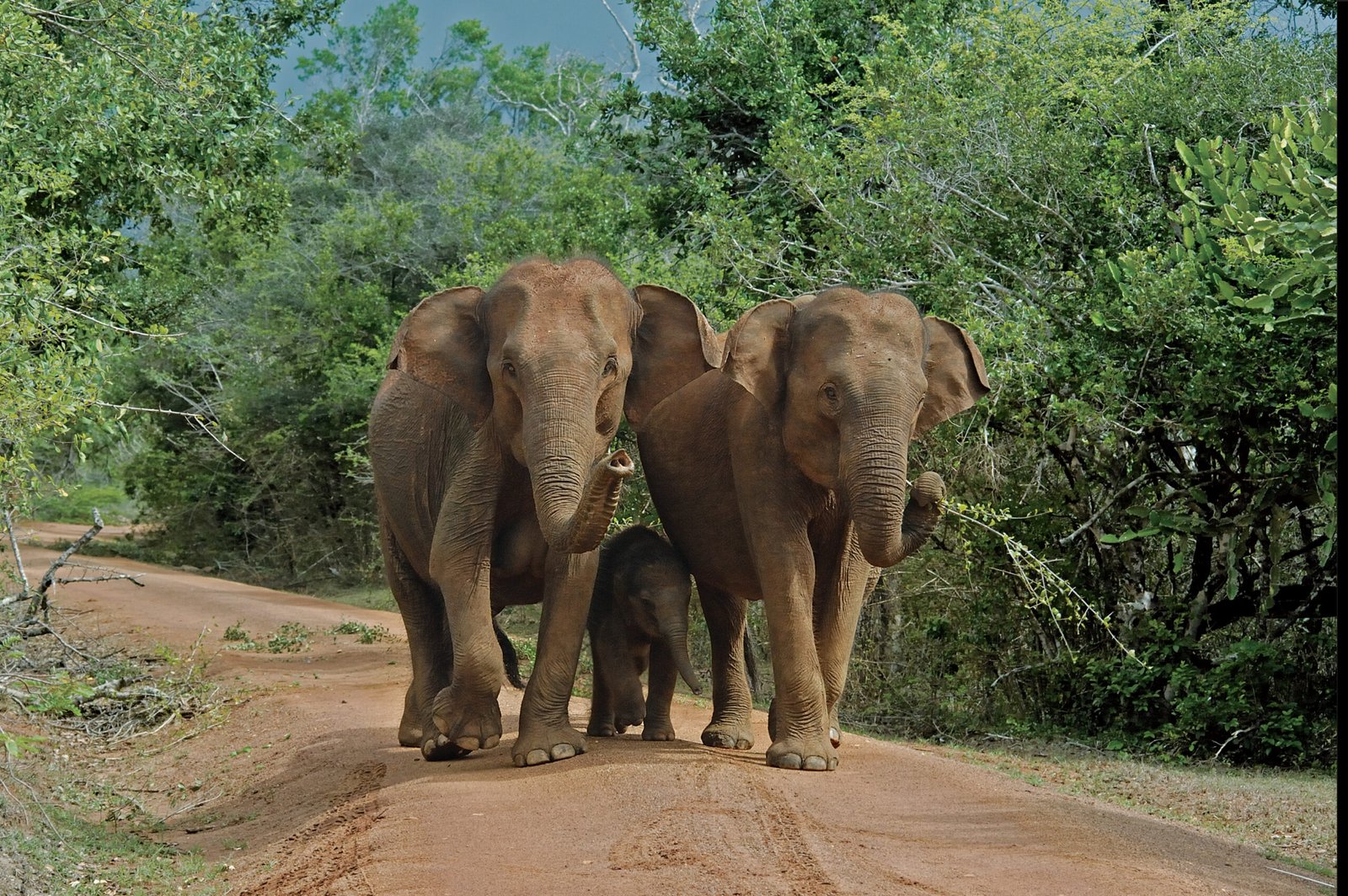 Sri Lanka Heritage & Wildlife 
    Ancient cities & national parks.
    Explore More