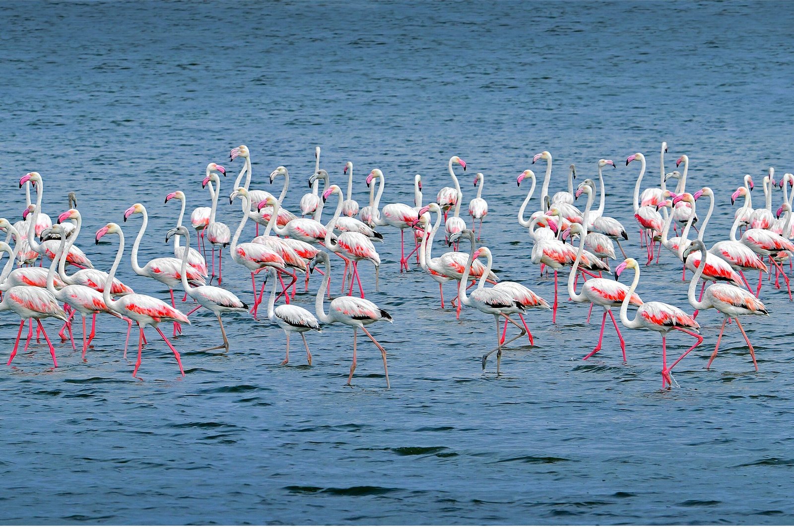 Kumana National Park Birds rescale scaled