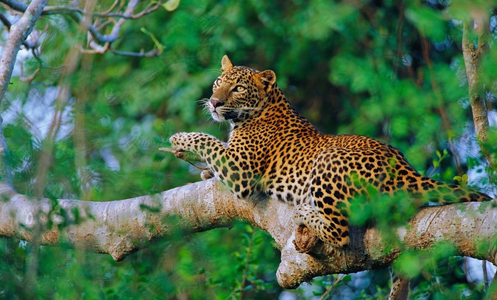 Leopard-srilanka-Getty