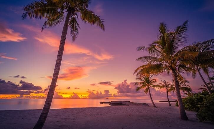 beach-sunset-palm-trees-the-ocean-the-maldives-hd-wallpaper-preview