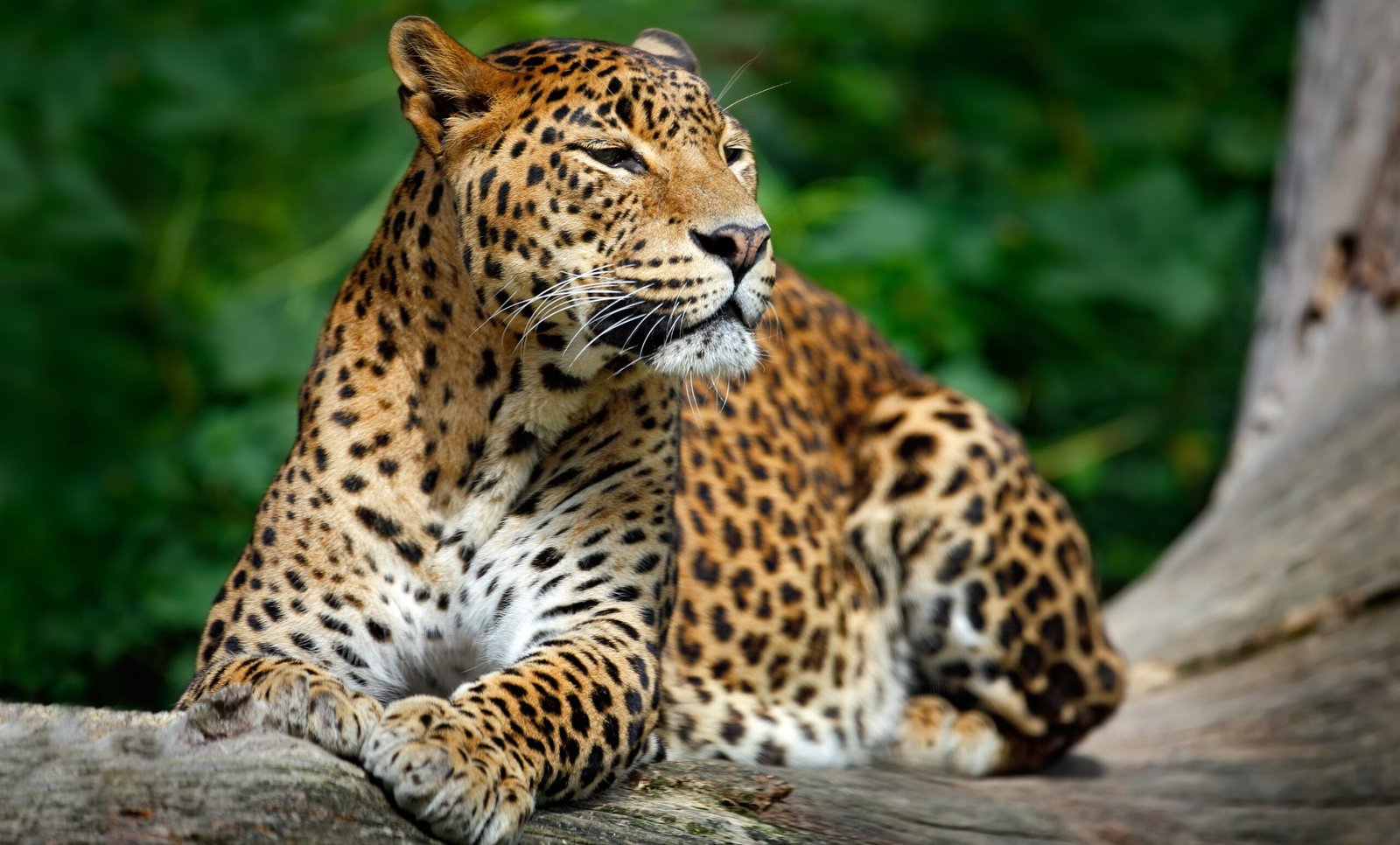 Sri,Lankan,Leopard,,Panthera,Pardus,Kotiya,,Big,Spotted,Cat,Lying
