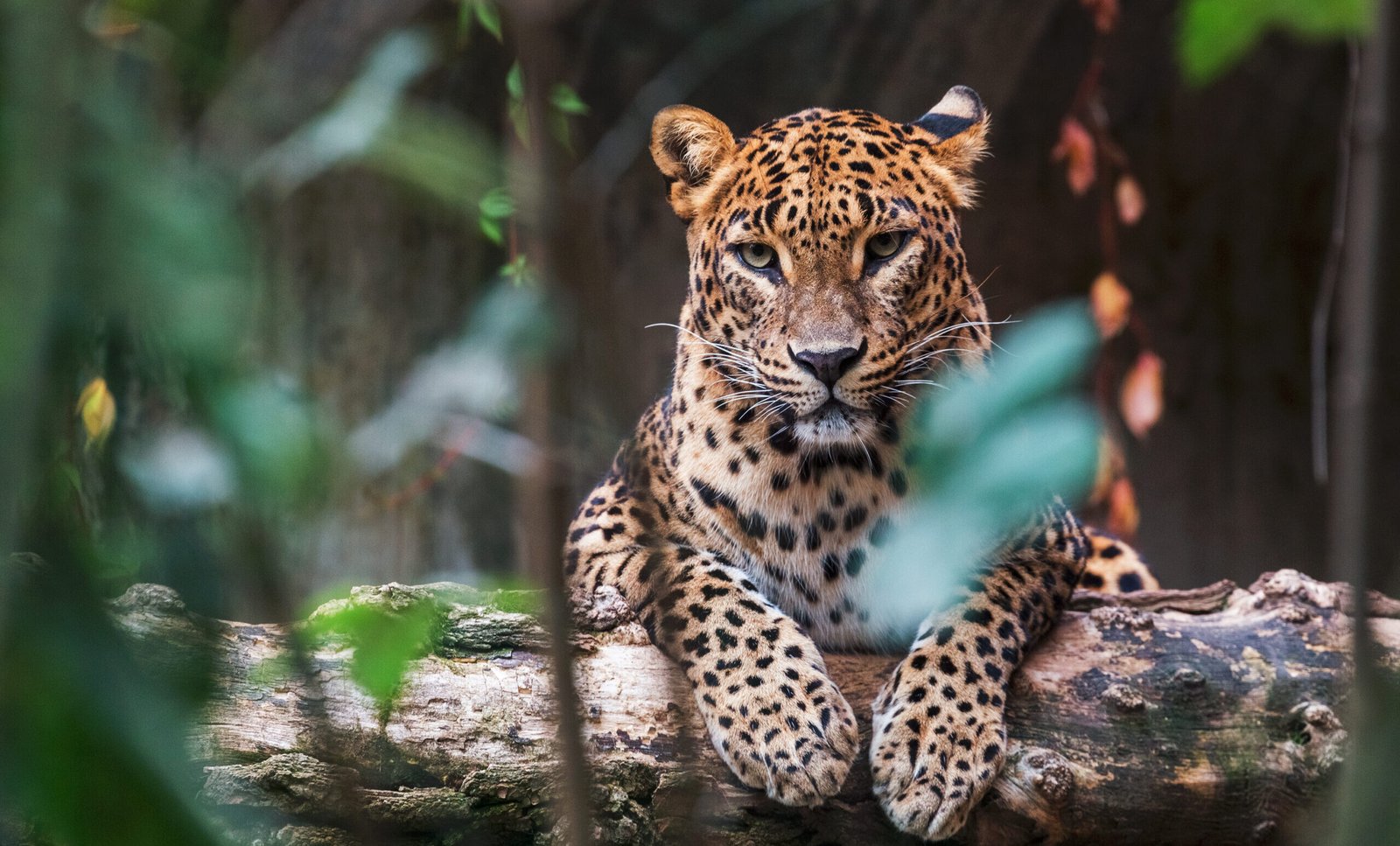 Ceylon,Leopard,Lying,On,A,Wooden,Log,And,Looking,Straight