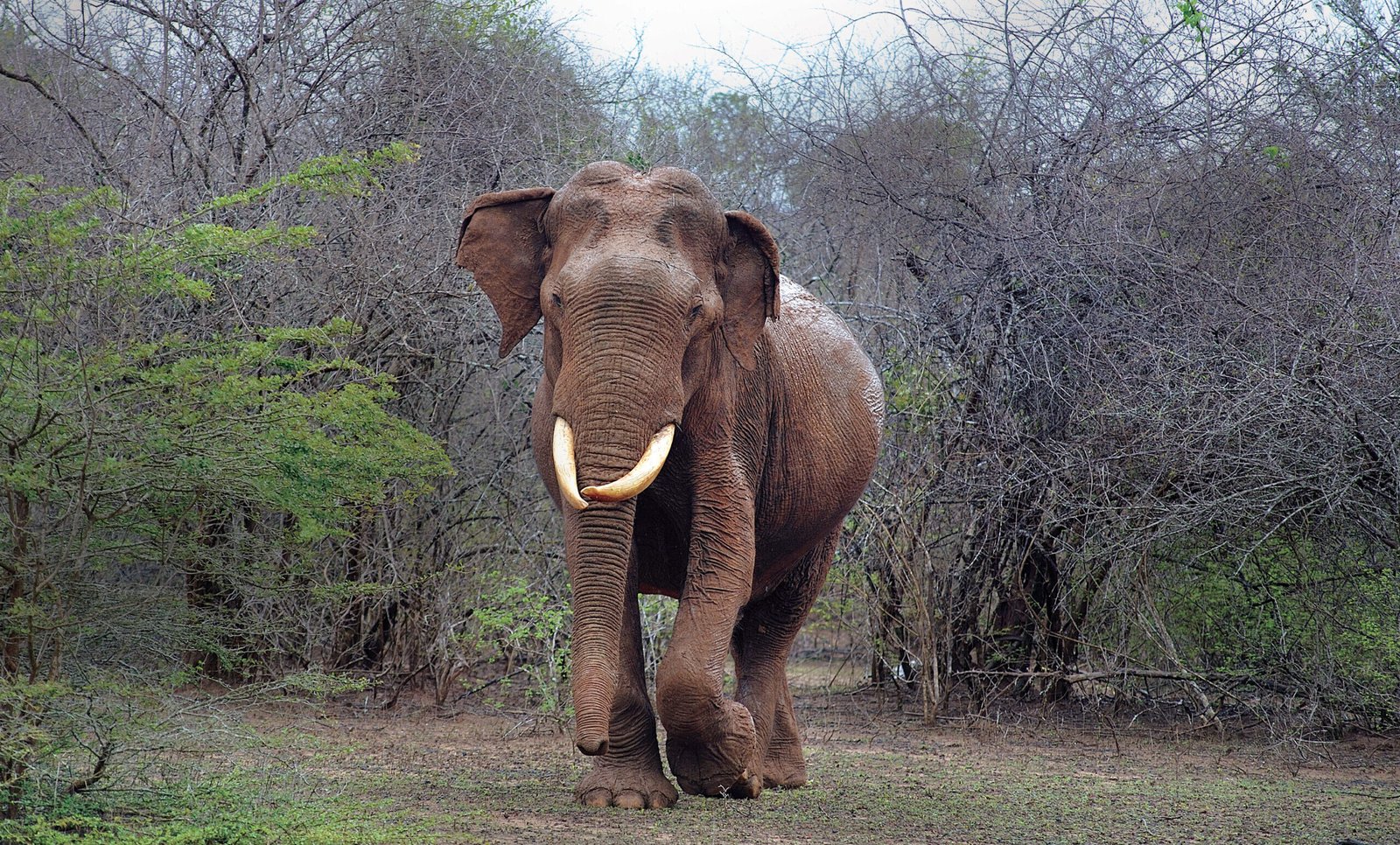 the untamed road PDF-140